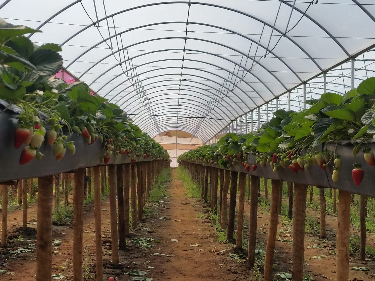 Imagem de capa do card